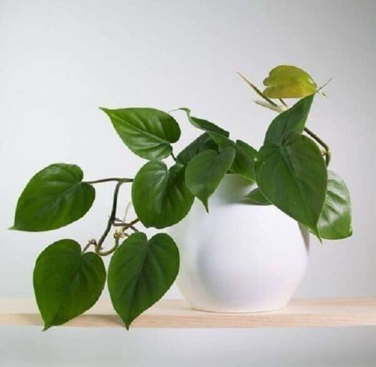 48- A filodendro cascata é uma das plantas para dentro de casa com aspecto pendente e ideais para colocar sobre estantes, prateleiras e armários. Fonte: Pinterest