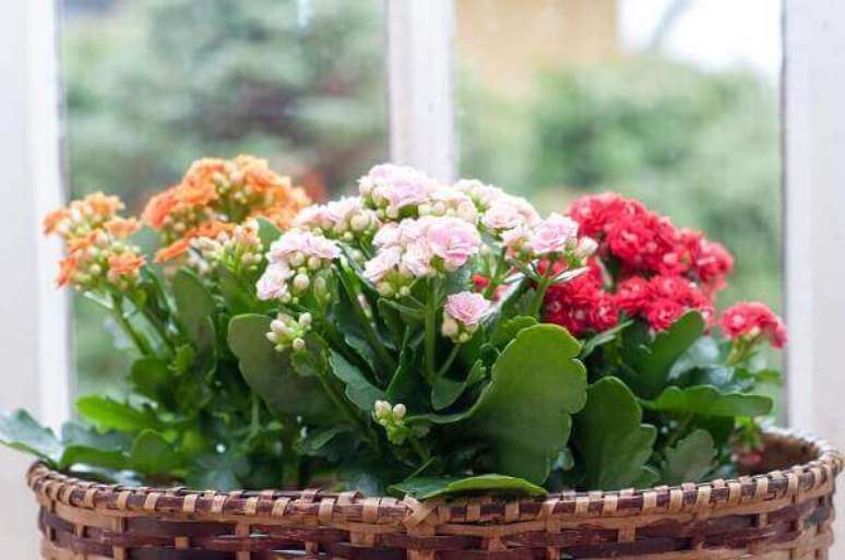 32- A suculenta flor-da-fortuna ou popularmente conhecida como Kalanchoe é uma das plantas para dentro de casa mais utilizada na decoração. Fonte: Casa Abril