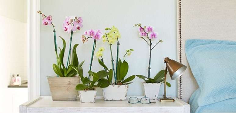 41- As orquídeas são plantas cultivadas dentro de casa coloridas e de tamanhos variados. Fonte: arqblog