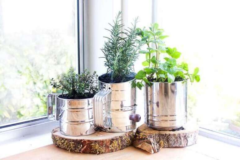 Plantas de Forração Para Vasos: Confira 7 espécies - Vaso & Cor Blog