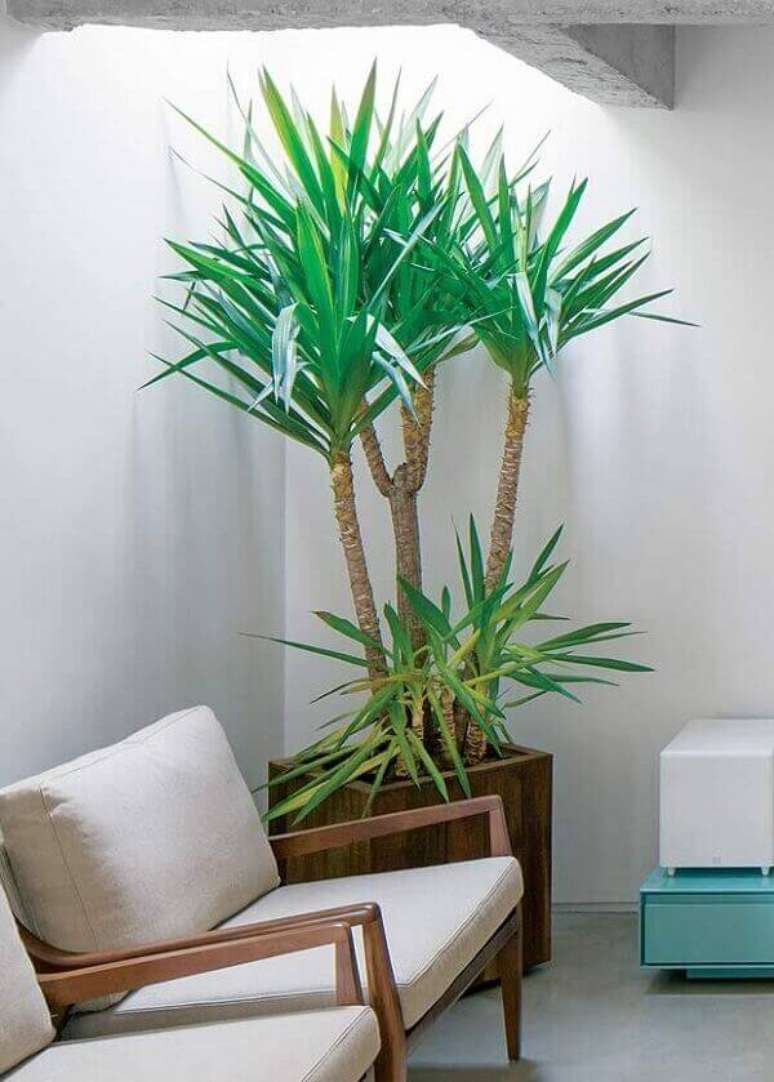 Plantas para Dentro de Casa: +50 Diferentes Espécies Ornamentais