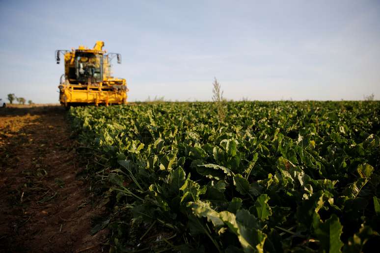 Planta&ccedil;&atilde;o de beterraba na Fran&ccedil;a 17/9/2018 REUTERS/Pascal Rossignol 