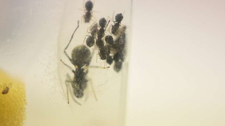Tão logo nascem, as aranhas ingerem gotículas do líquido proteico e depois passam a sugá-lo da mãe