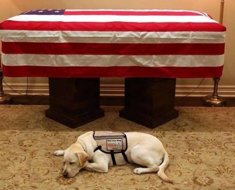 Sully, o cãozinho do ex-presidente dos EUA George H. W. Bush.