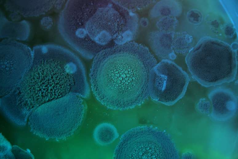 As infecções hospitalares causadas por fungos multiresistentes devem se tornar cada vez mais comuns