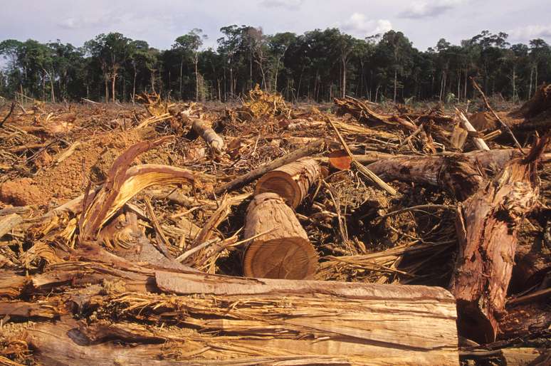 Desmatamento da Amazônia caiu 12% entre agosto de 2016 a julho de 2017