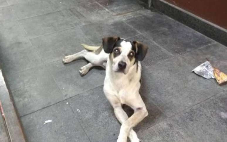 O cachorro que vivia solto na loja do Carrefour teria sido envenenado e espancado até a morte por um segurança