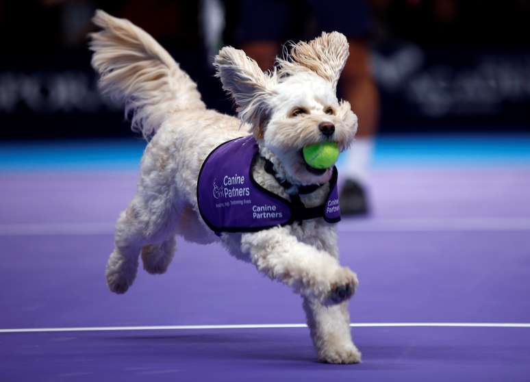 "Cão boleiro" durante parte de tênis em Londres 06/12/2018 REUTERS/Henry Nicholls