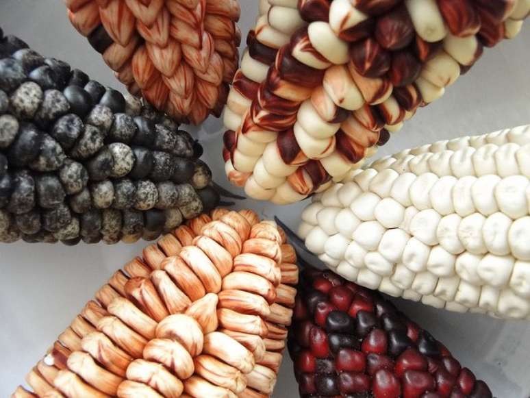 Variedades de milho no Peru, onde o grão está associado à identidade nacional