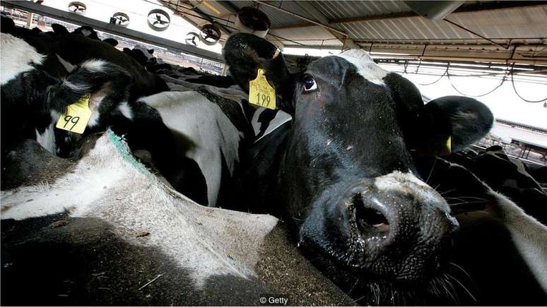 Se o gado fosse um país, seria o terceiro maior emissor mundial de gases de efeito estufa