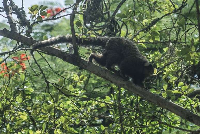 Segundo pesquisadores, o vírus da zika apareceu originalmente em macacos na África e, esporadicamente, saía das florestas e infectava populações humanas 