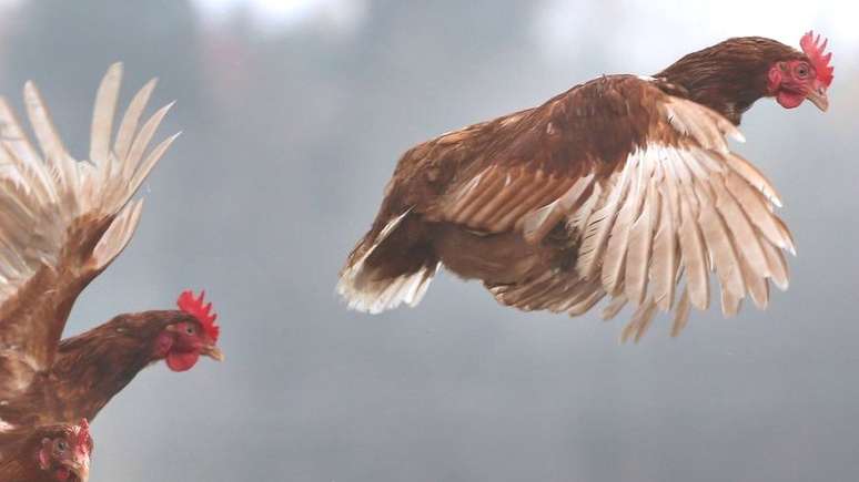 Pesquisadores dizem que a galinha pode ser um s&iacute;mbolo do antropoceno