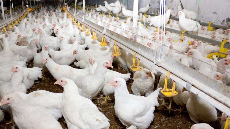 Aves criadas de forma intensiva para abate