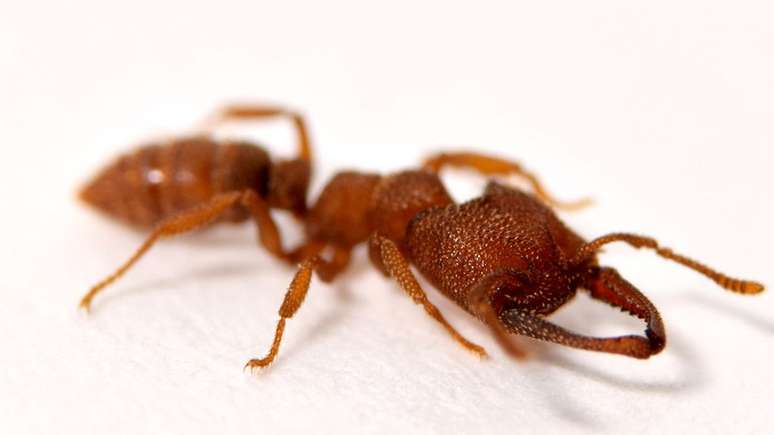 A formiga drácula, nome da Mystrium camillae, morde a uma velocidade 5 mil vezes mais rápida que uma picada de olho