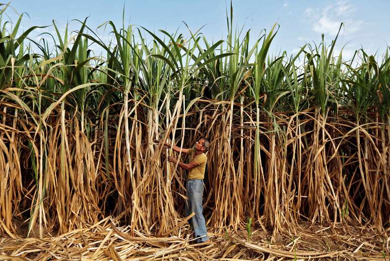 Trabalhador em campo de plantio de cana-de-a&ccedil;&uacute;car
19/10/2015
REUTERS/Amit Dave/File photo