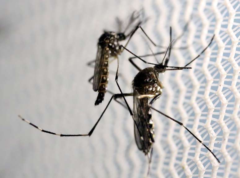 Mosquitos Aedes aegypti em Campinas