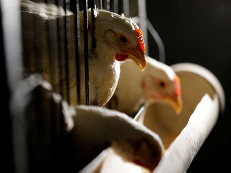 Frangos à venda em mercado de São Paulo 18/08/2017 REUTERS/Paulo Whitaker