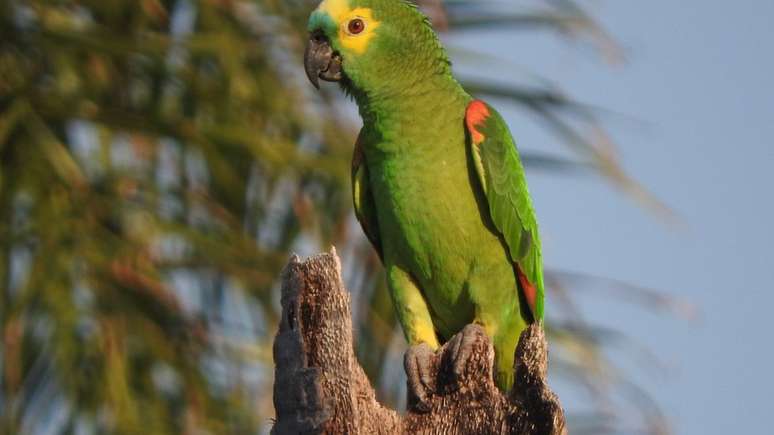 A expectativa de vida do Amazona aestiva, por exemplo, é 2,5 a 3 vezes maior do que deveria ser. A grosso modo, isto equivaleria a um ser humano viver 150-200 anos