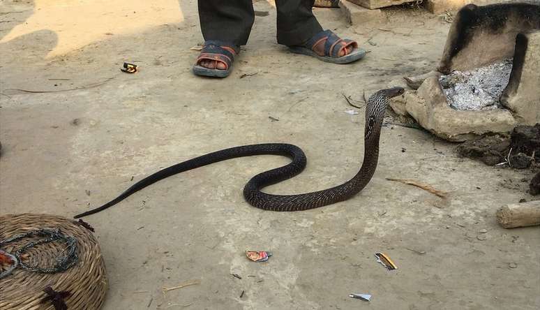 Os Baigas tradicionalmente foram encantadores de cobras