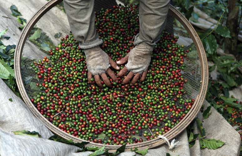 Trabalhador seleciona café em fazenda no Espírito Santo do Pinhal, São Paulo
18/05/2012 REUTERS/Nacho Doce