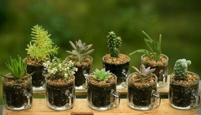 17- O mini jardim de suculentas é formado por diversas canequinhas de vidro. Fonte: Fabiana Scaranzi