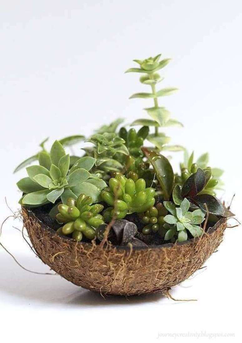 45- O mini jardim de suculentas utilizou como vaso meia casca de coco seco. Fonte: Pinterest