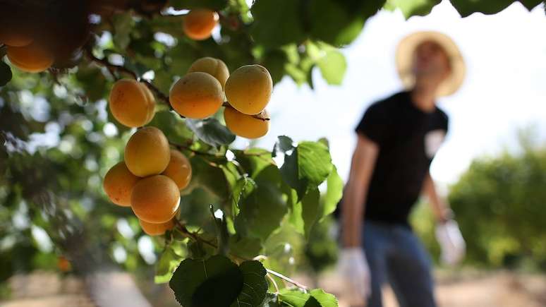 O damasco é rico em antioxidantes