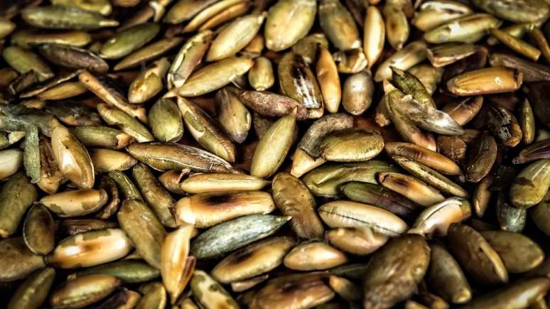 A semente de abóbora é uma das fontes vegetais mais ricas em ferro e manganês