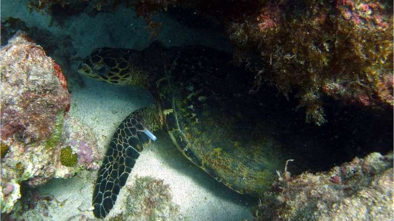 Pesquisa de geneticista indicou alta taxa de múltipla em tarturgas marinhas no Brasil