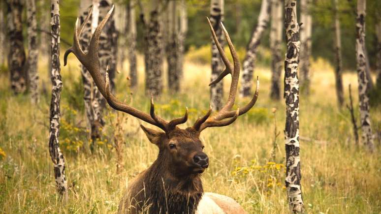 A galhada dos cervos pode chegar a pesar 18 kg