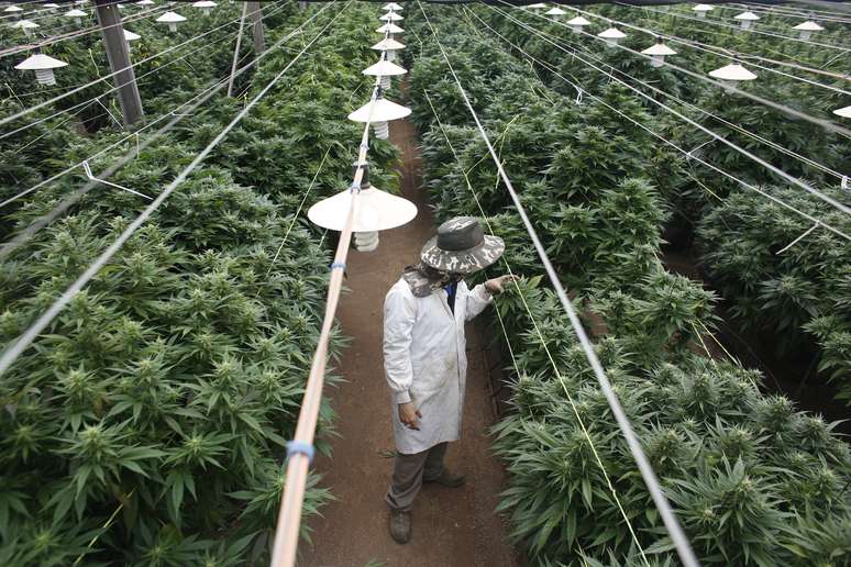 Planta&ccedil;&atilde;o de maconha medicinal em Israel
