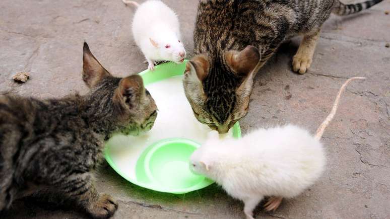 Em experimento, gatos não se mostraram tão eficazes no controle de ratos