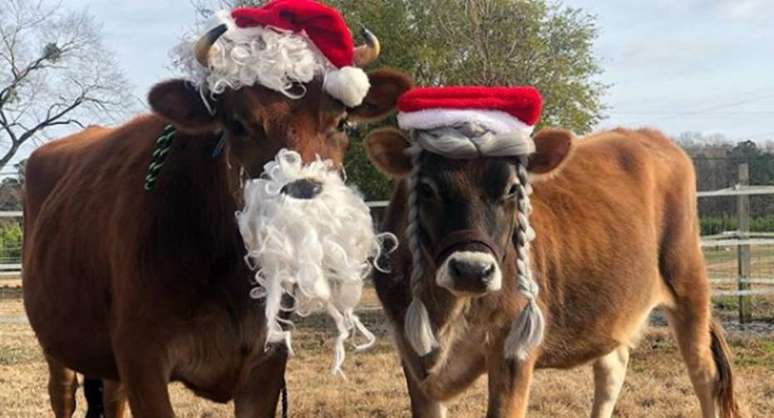 Boi Finn (esquerda) ao lado de sua parceira Daisy (direita) com a fantasia que usaram neste Natal.