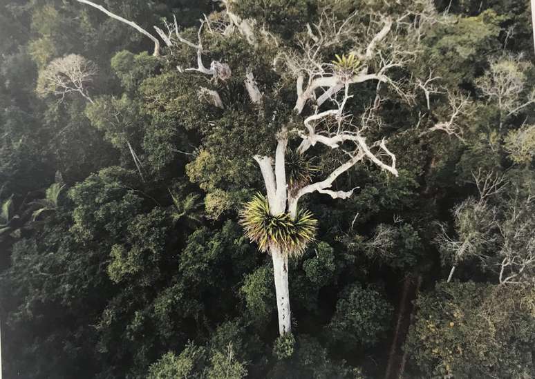 Colar de bromélias em torno de árvore na Reserva Natural Vale, em Linhares, no Espírito Santo.