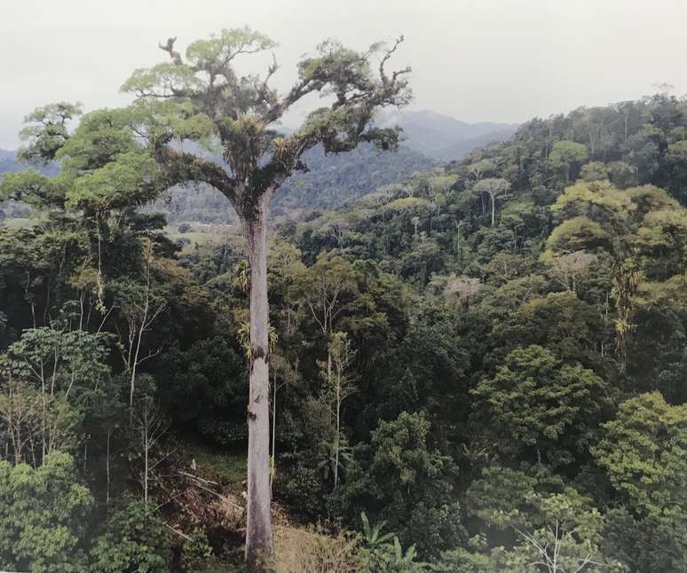 O jequitibá de Camacã, na Bahia, é considerado atualmente a maior árvore da Mata Atlântica, com 58 metros de altura e 13,6 metros de circunferência do tronco, medida a 1,3 metro do solo.