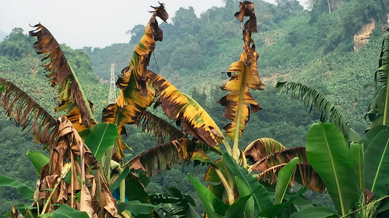 Quando a banana está infectada pelo fundo que causa o mal do Panamá, as folhas ficam amareladas, murcham, e as plantas morrem