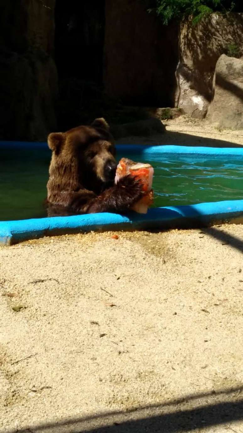 Urso se refresca com picolé de frutas em zoológico do Rio