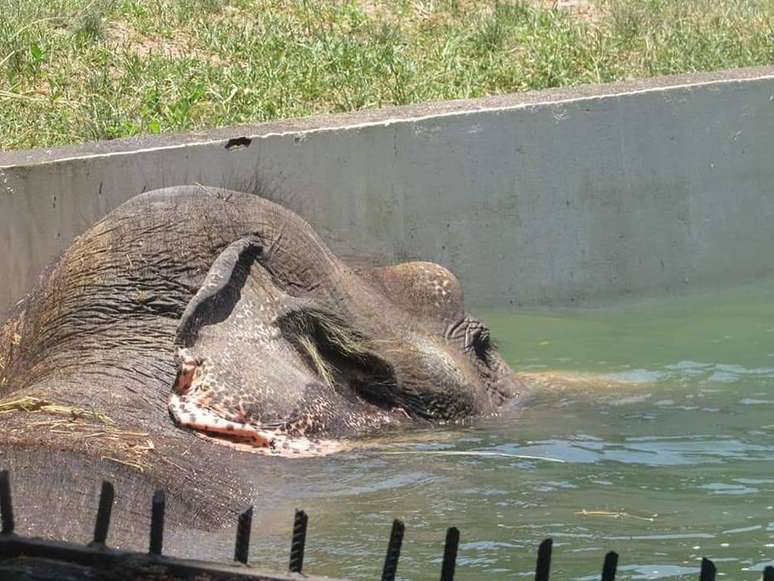 Os elefantes tomam até três banhos por dia.