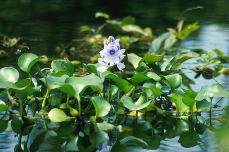 4. Esses são Aguapés, um tipo de planta aquática. Foto de Aquapedia