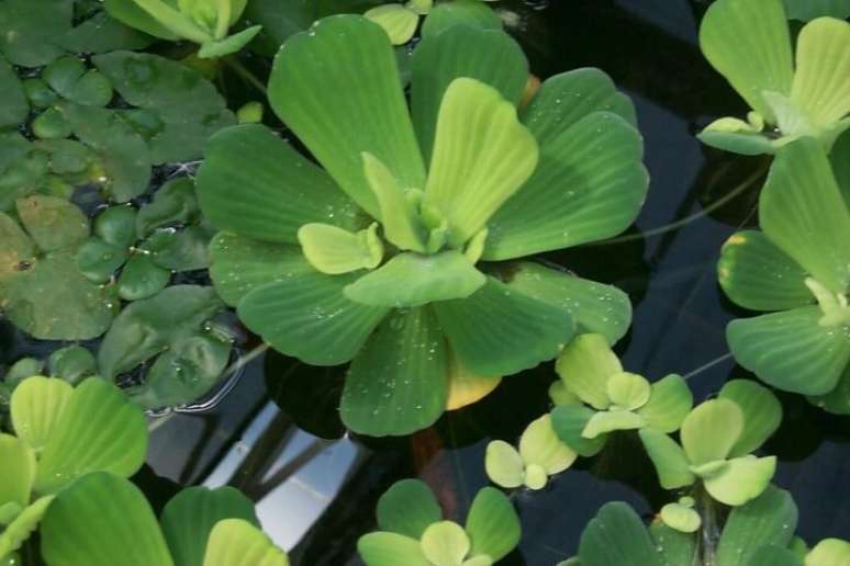 11. A Alface d’água se assemelha à alface comum. Foto de Aquabella Plantas