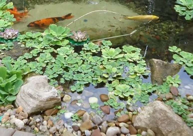 3. As plantas aquáticas também podem conviver com peixes, sem problemas. Foto de Flor do Valle