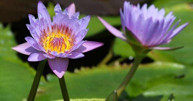 13. Flor-de-lótus é uma das plantas aquáticas mais conhecidas. Foto de Herbie’s Herbs