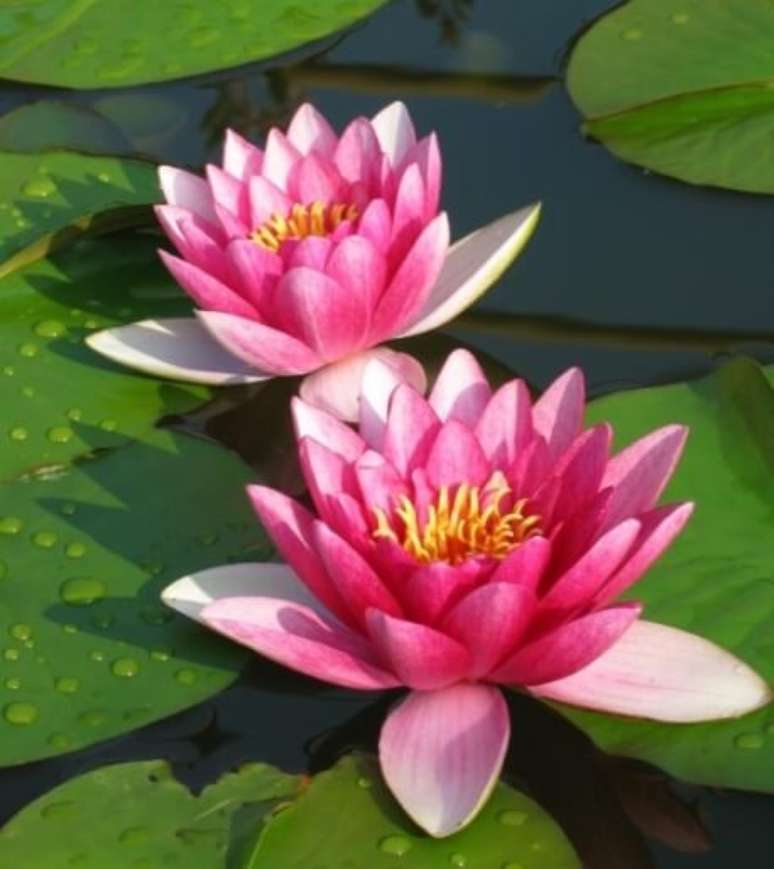 15. As Ninfeias s&atilde;o tamb&eacute;m muito bonitas. Foto de Todo Dia &eacute; Dia de Jardinar