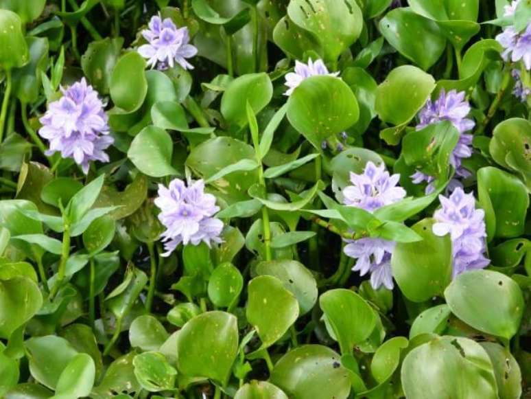 10. As flores dos Aguapés são muito bonitas. Foto de Canguçu em Cores