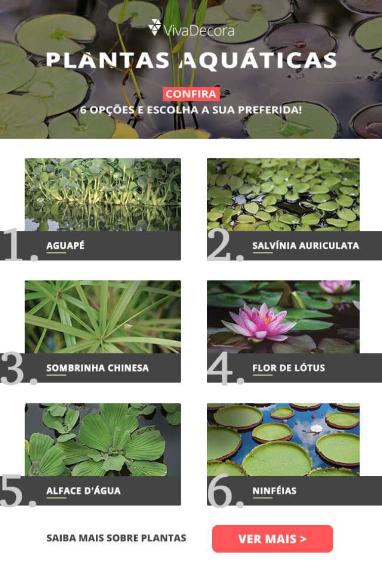 Infogr&aacute;fico &ndash; Plantas Aqu&aacute;ticas
