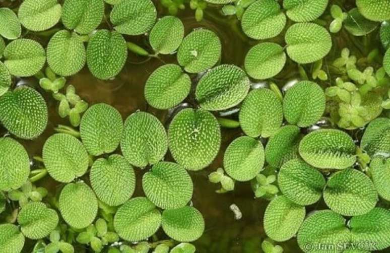 17. As folhas da Salvinia t&ecirc;m um visual bem &uacute;nico. Foto de Jan Sevo&iacute;k
