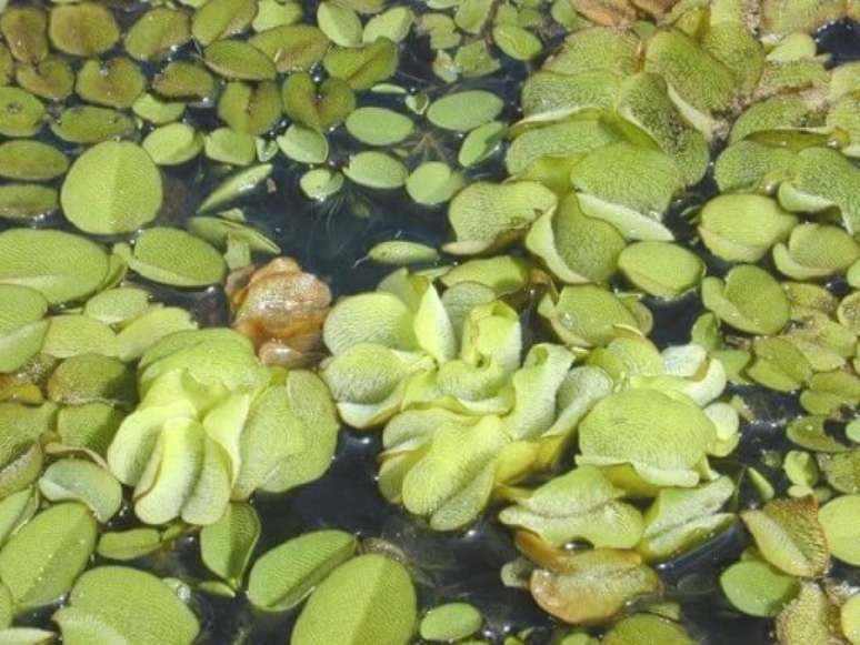 7. As plantas aquáticas são muitas e você pode escolher a que gostar mais para usar em casa. Foto de Maria Online