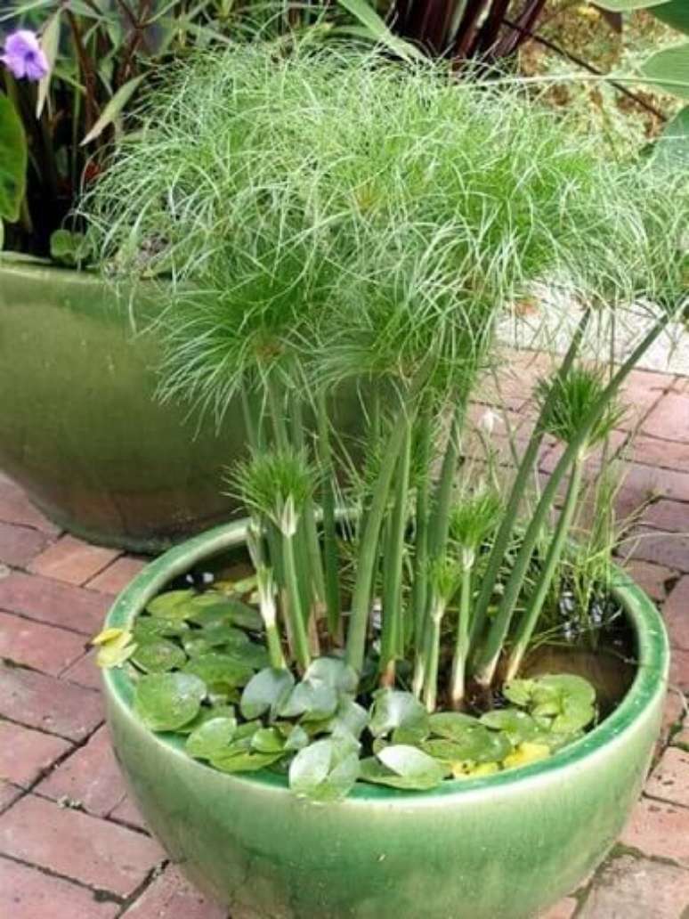 19. A Sombrinha Chinesa &eacute; outro exemplo de plantas aqu&aacute;ticas que se adapta bem a v&aacute;rios locais. Foto de Science Made Simple
