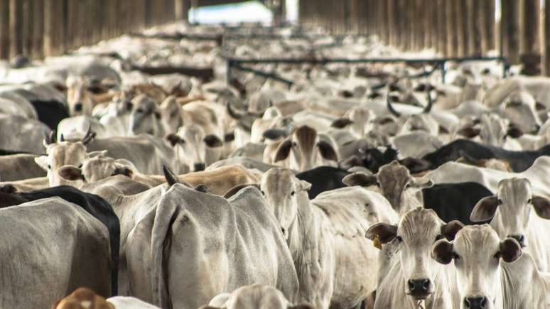 O mundo árabe responde por 27% das exportações brasileiras de carne bovina. Setor exportador teme retaliações diante de aproximação com Israel