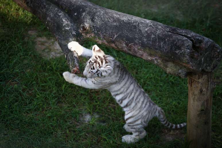 Amal, uma fêmea de tigre branco, deu à luz Radesh, Indra e Indira, três filhotinhos que foram mostrados ao público no zoológico do 'Beto Carrero World' nesta sexta-feira, 11.